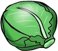 cabbage clipart cabagge