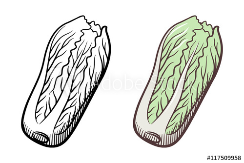 cabbage clipart cabbage chinese