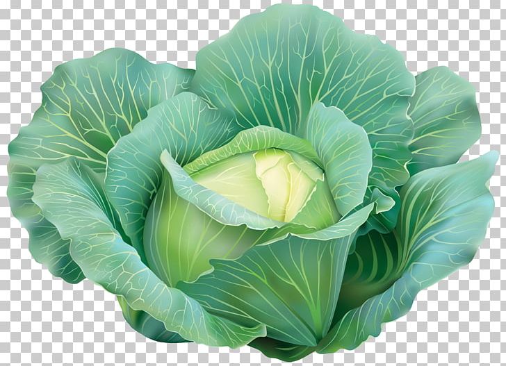 cabbage clipart cabbage plant