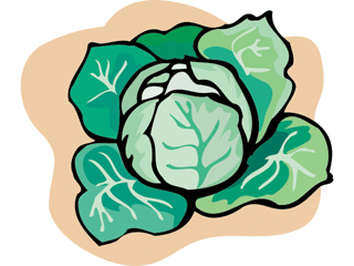 cabbage clipart cabbage plant