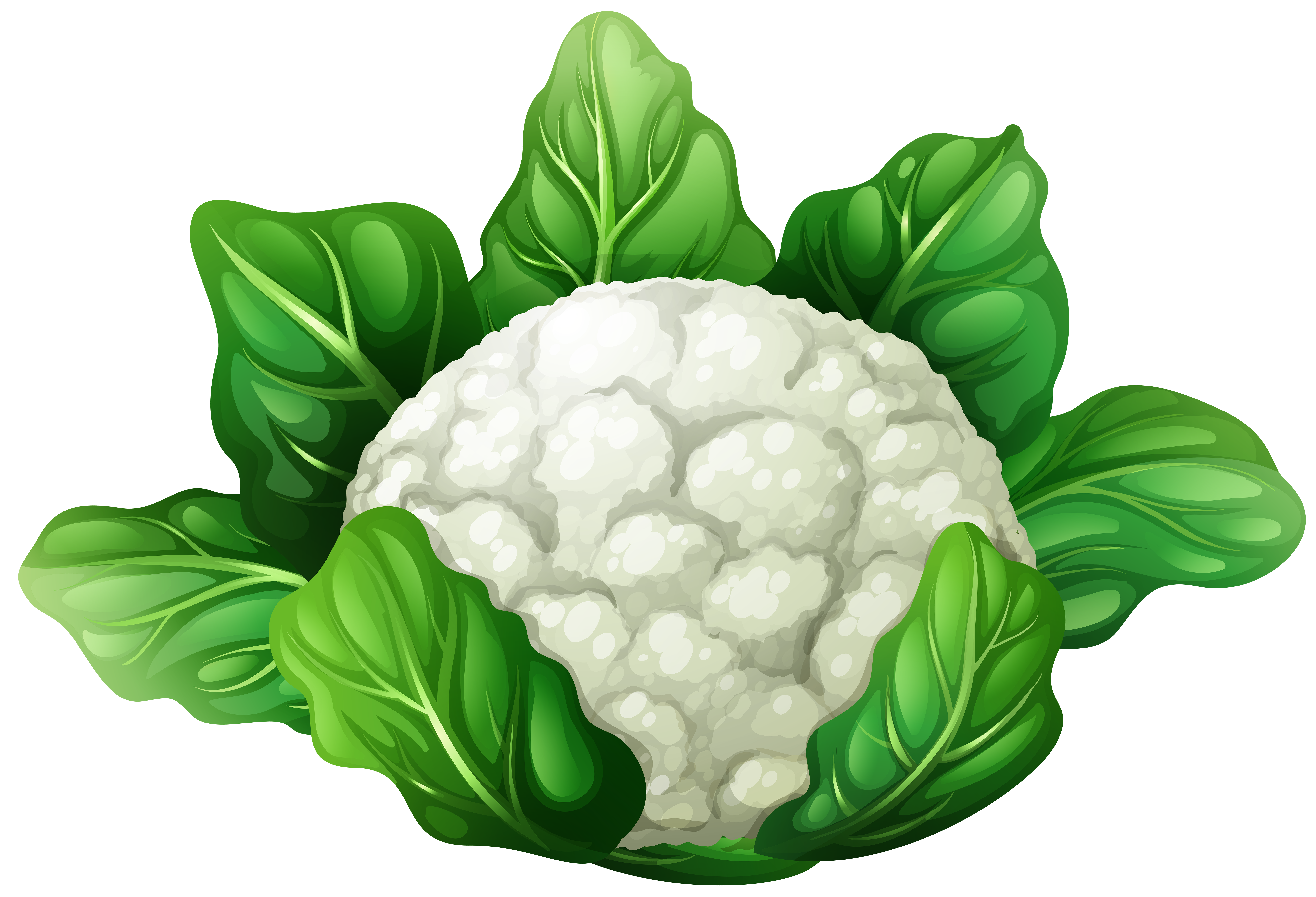Lettuce clipart educlips. Cauliflower png clip art