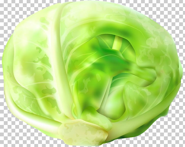 cabbage clipart clip art