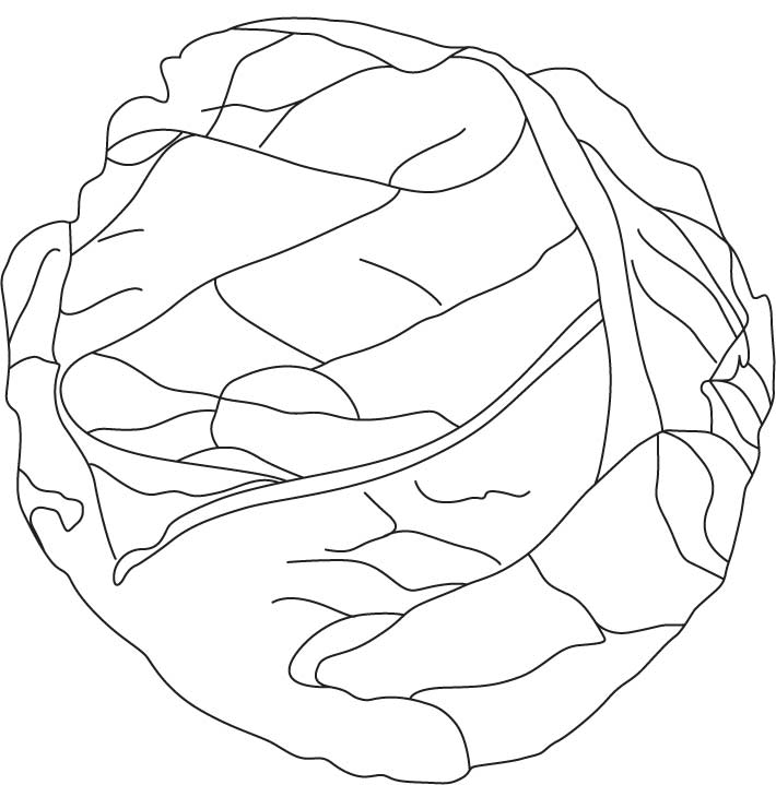 Cabbage clipart coloring. Drawing at getdrawings com