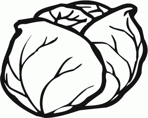 cabbage clipart coloring