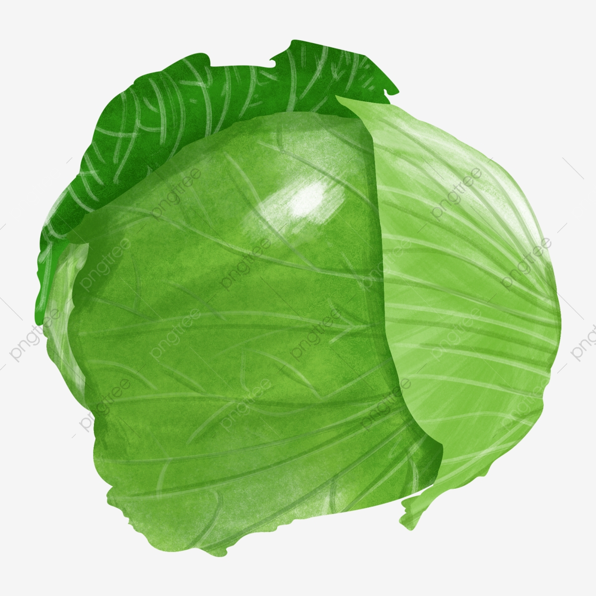 cabbage clipart green cabbage