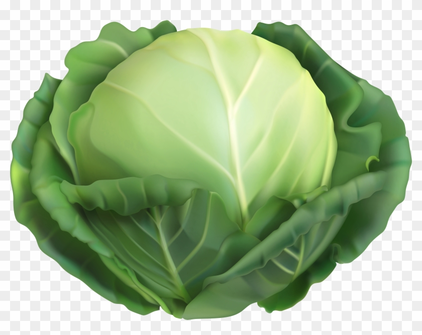 cabbage clipart green cabbage
