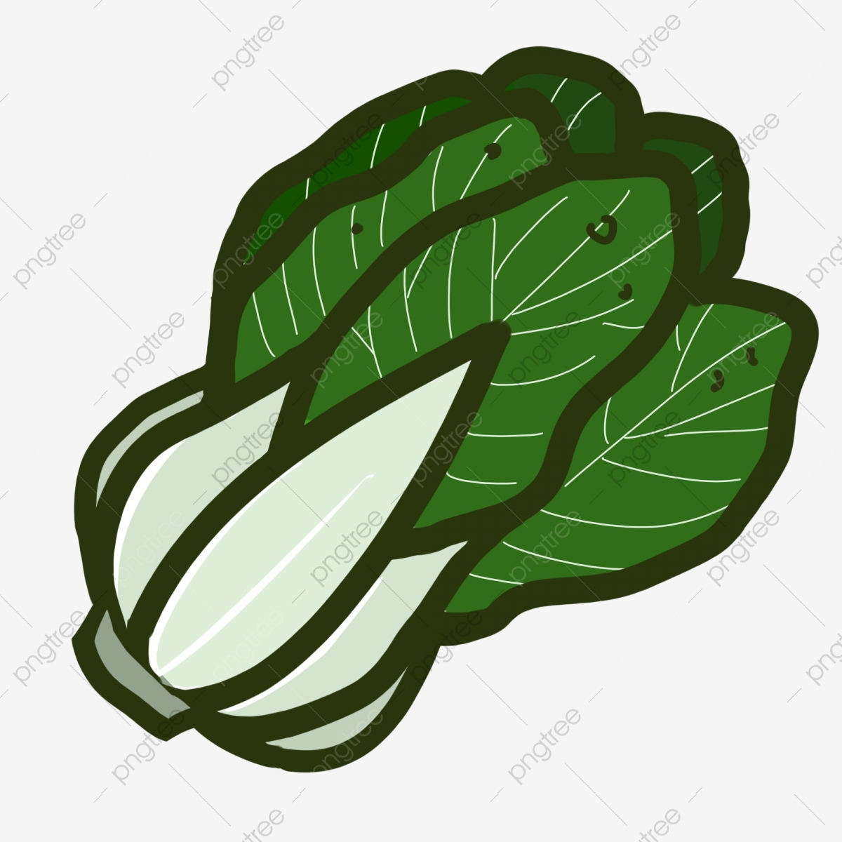 cabbage clipart green food