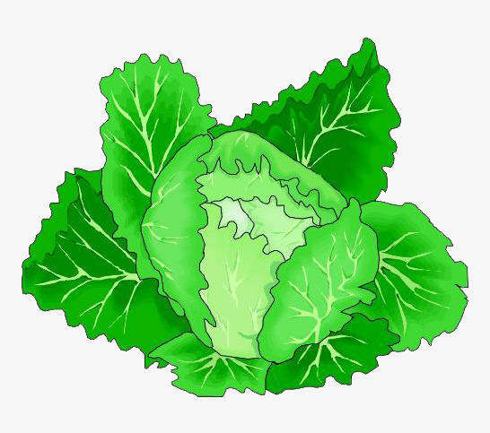 cabbage clipart green food