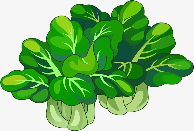 cabbage clipart green food 143534. 