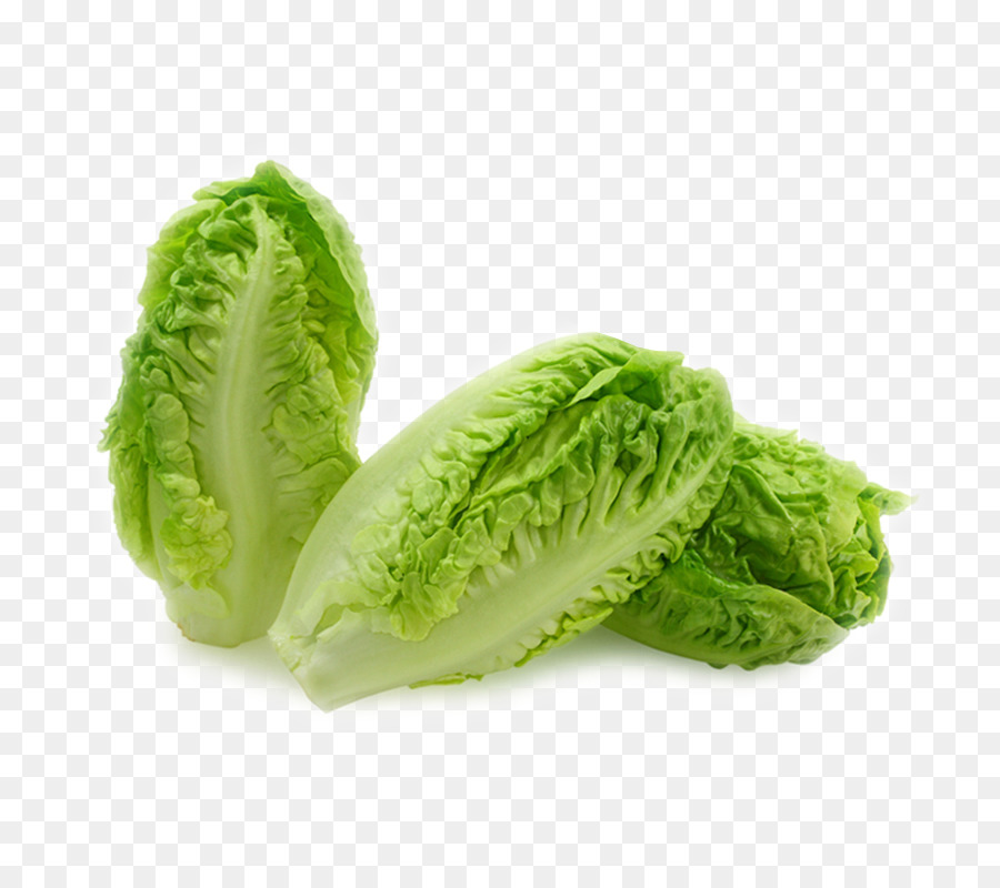 cabbage clipart iceberg lettuce