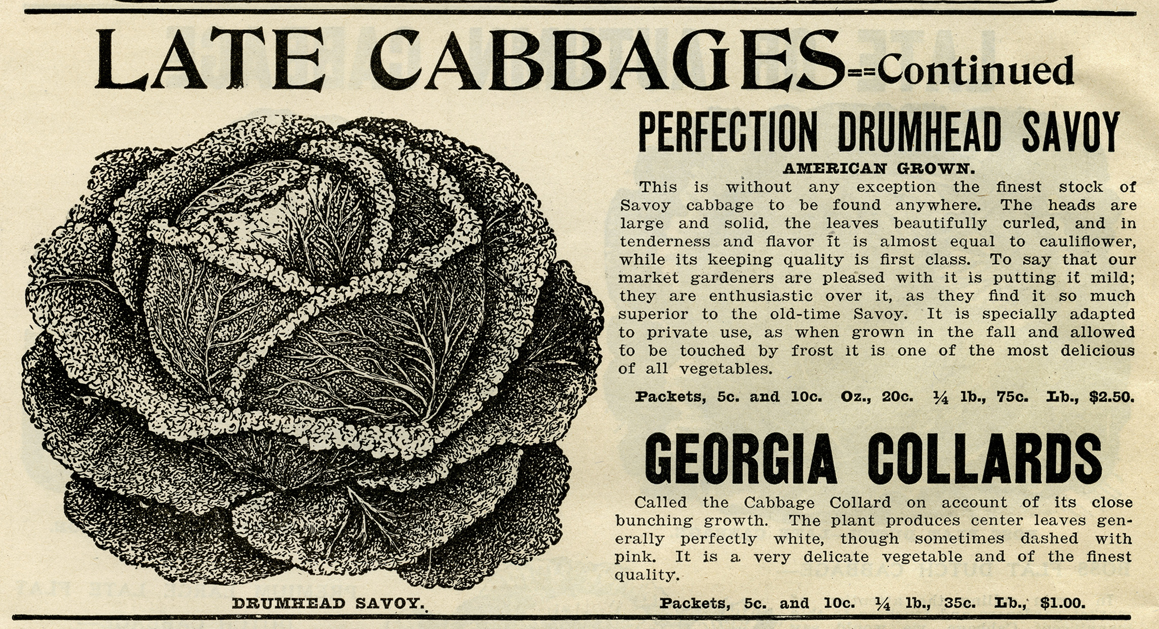 cabbage clipart illustration