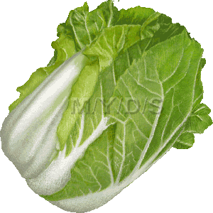 cabbage clipart leafy vegetable