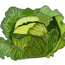 In a clip art. Cabbage clipart lettuce garden