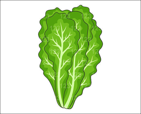 Lettuce clipart lettice. Plant 
