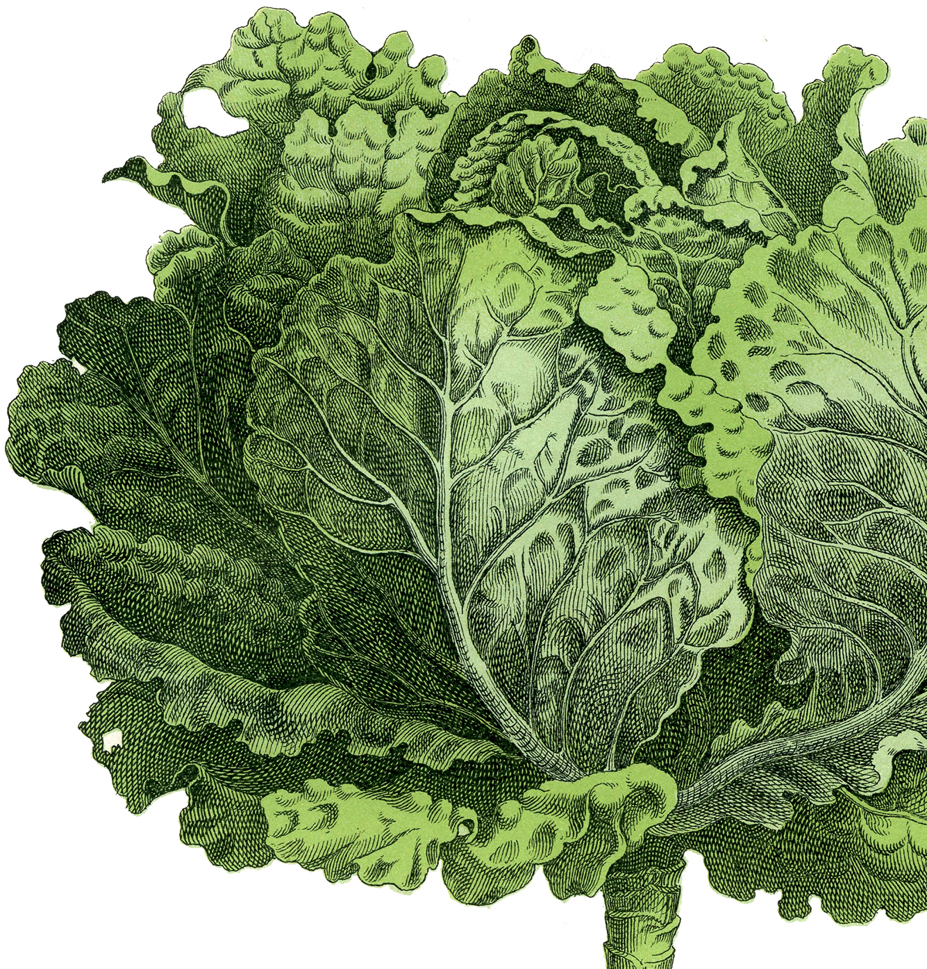 Vintage image the graphics. Cabbage clipart lettuce garden