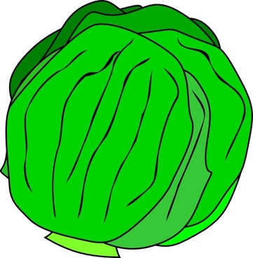 Vector illustration free download. Cabbage clipart lettuce garden