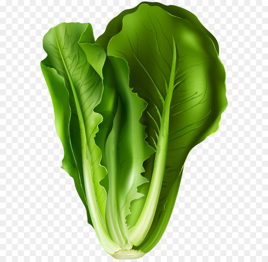 cabbage clipart lettuce leaf