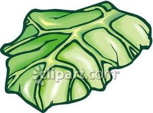 cabbage clipart lettuce slice