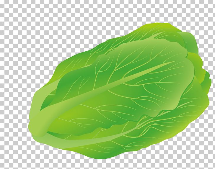 cabbage clipart lettuce slice