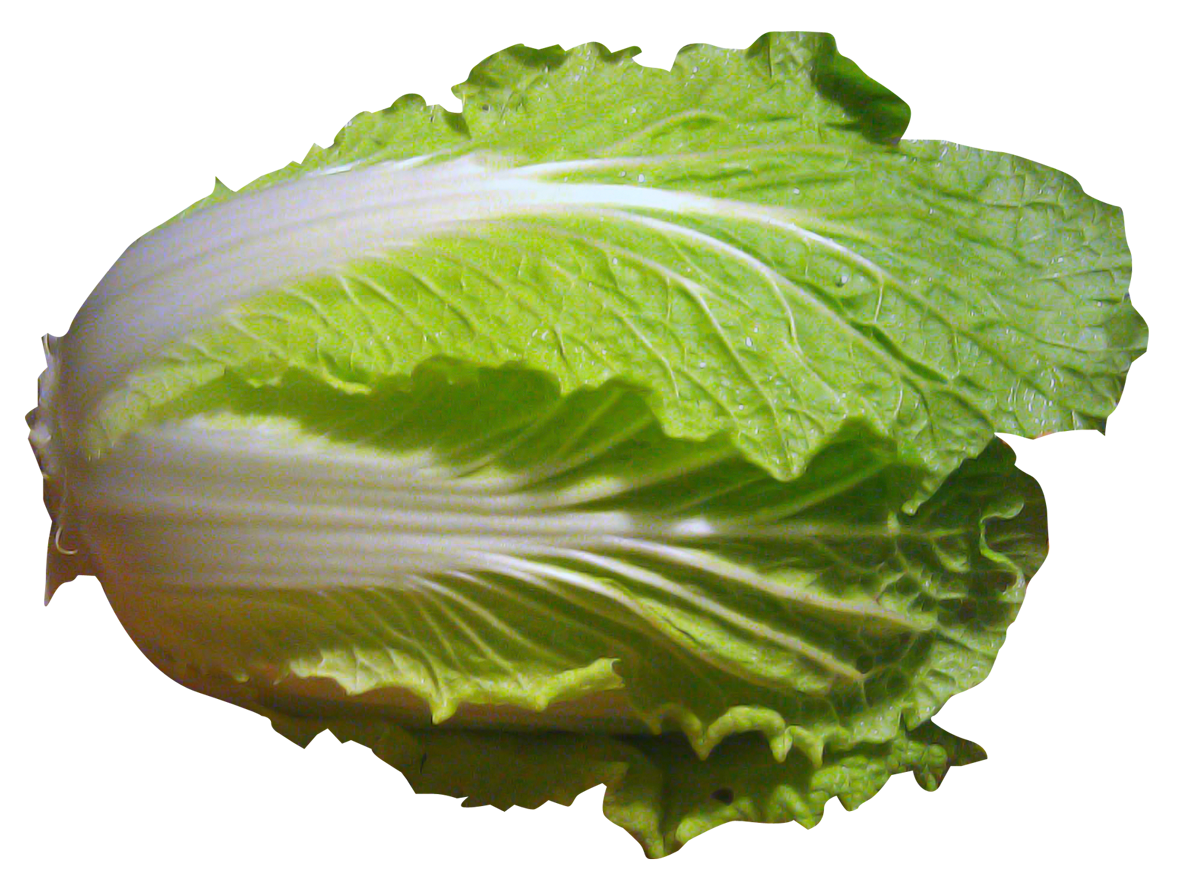 cabbage clipart napa cabbage