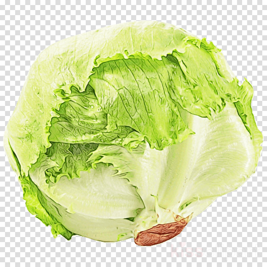 cabbage clipart piece lettuce