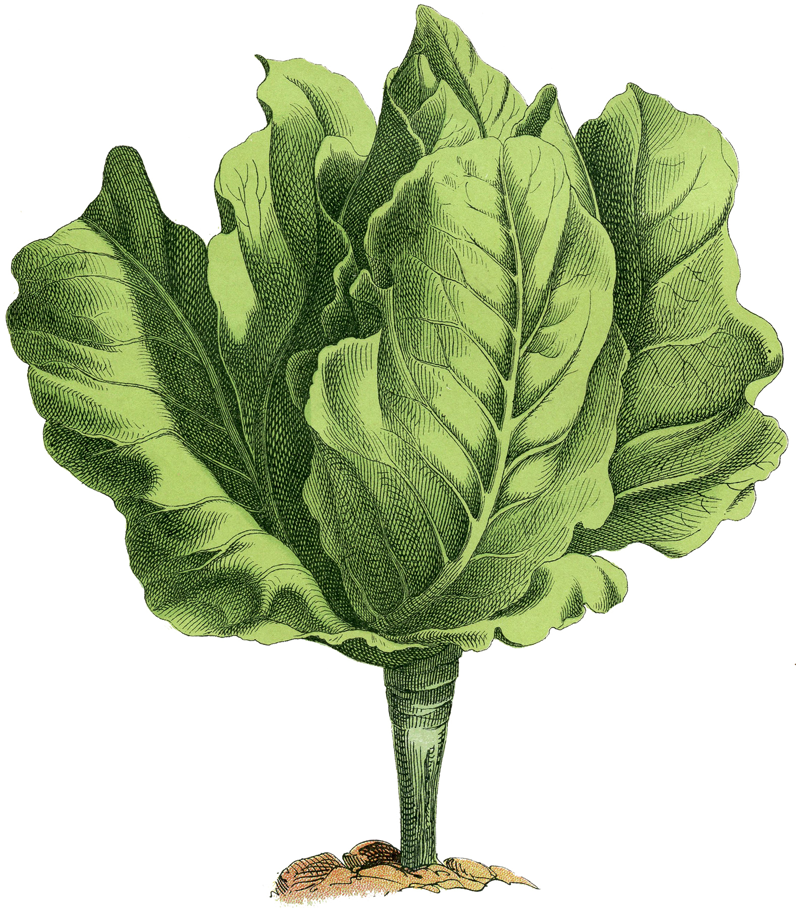 Lettuce clipart lettuce garden. Stock image fresh and