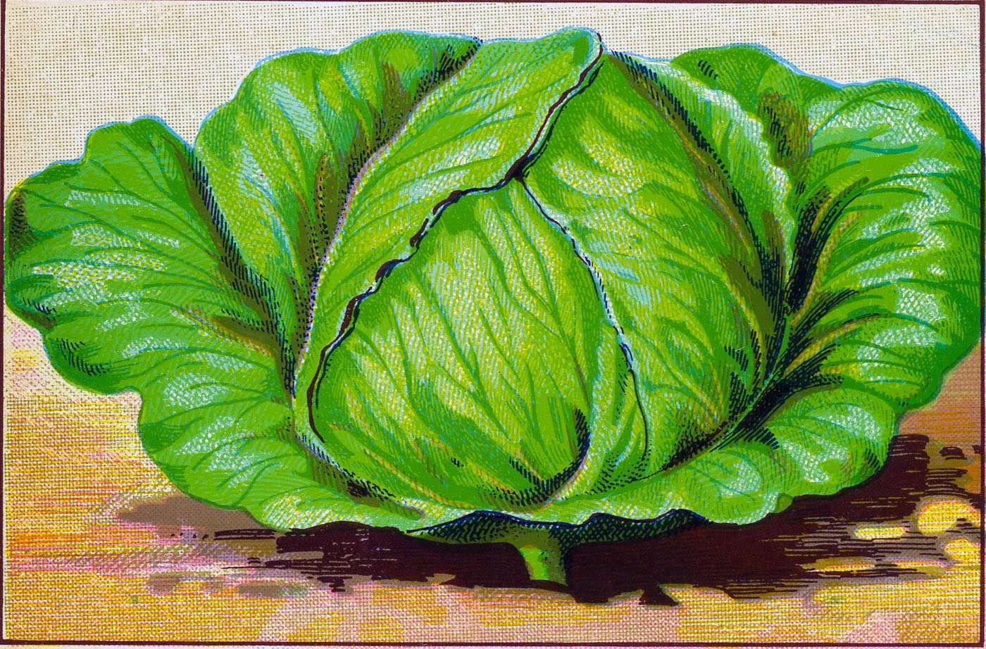 Beautiful vintage vegi images. Cabbage clipart printable