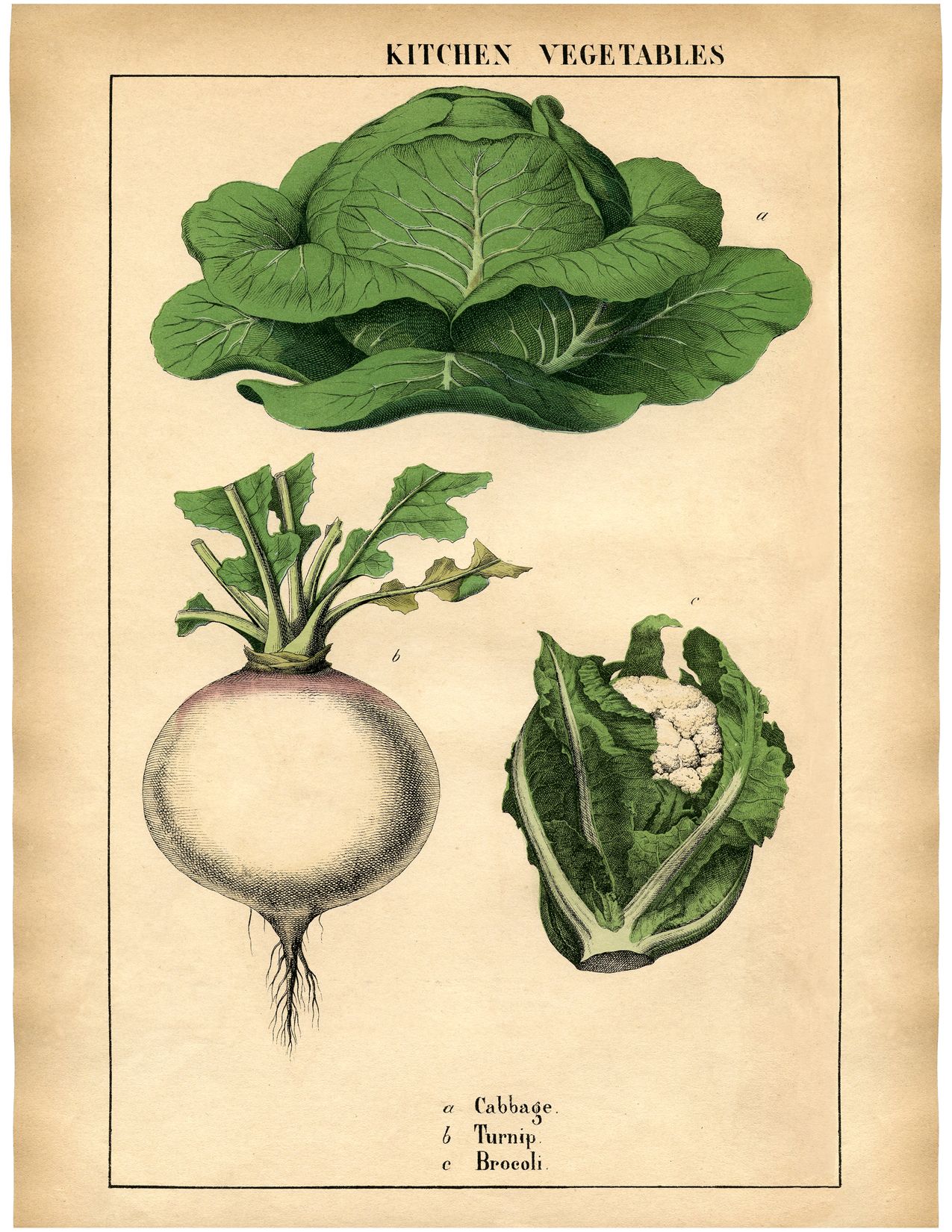 Botanical wonderful antique print. Cabbage clipart printable