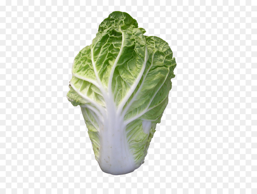 cabbage clipart romaine lettuce
