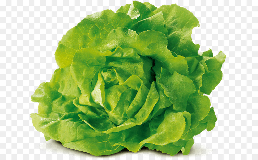 cabbage clipart romaine lettuce