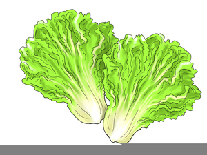 Free images at clker. Lettuce clipart romaine lettuce