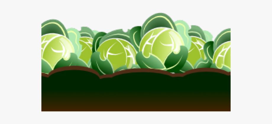 Cabbage clipart row. Animated of cabbages 