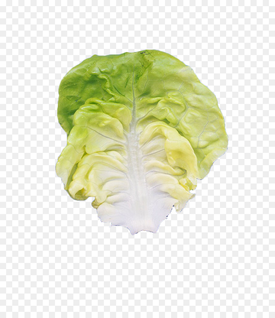 Cabbage clipart salad leave. Romaine lettuce leaf vegetable