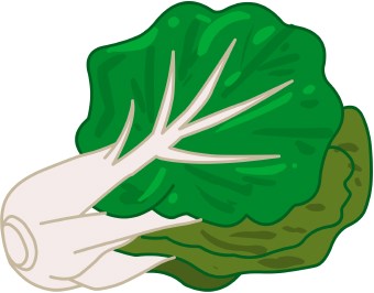 cabbage clipart sawi