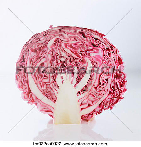cabbage clipart sketch
