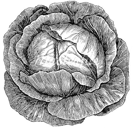 cabbage clipart sketch