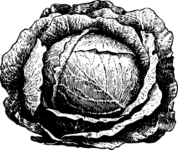 Cabbage svg