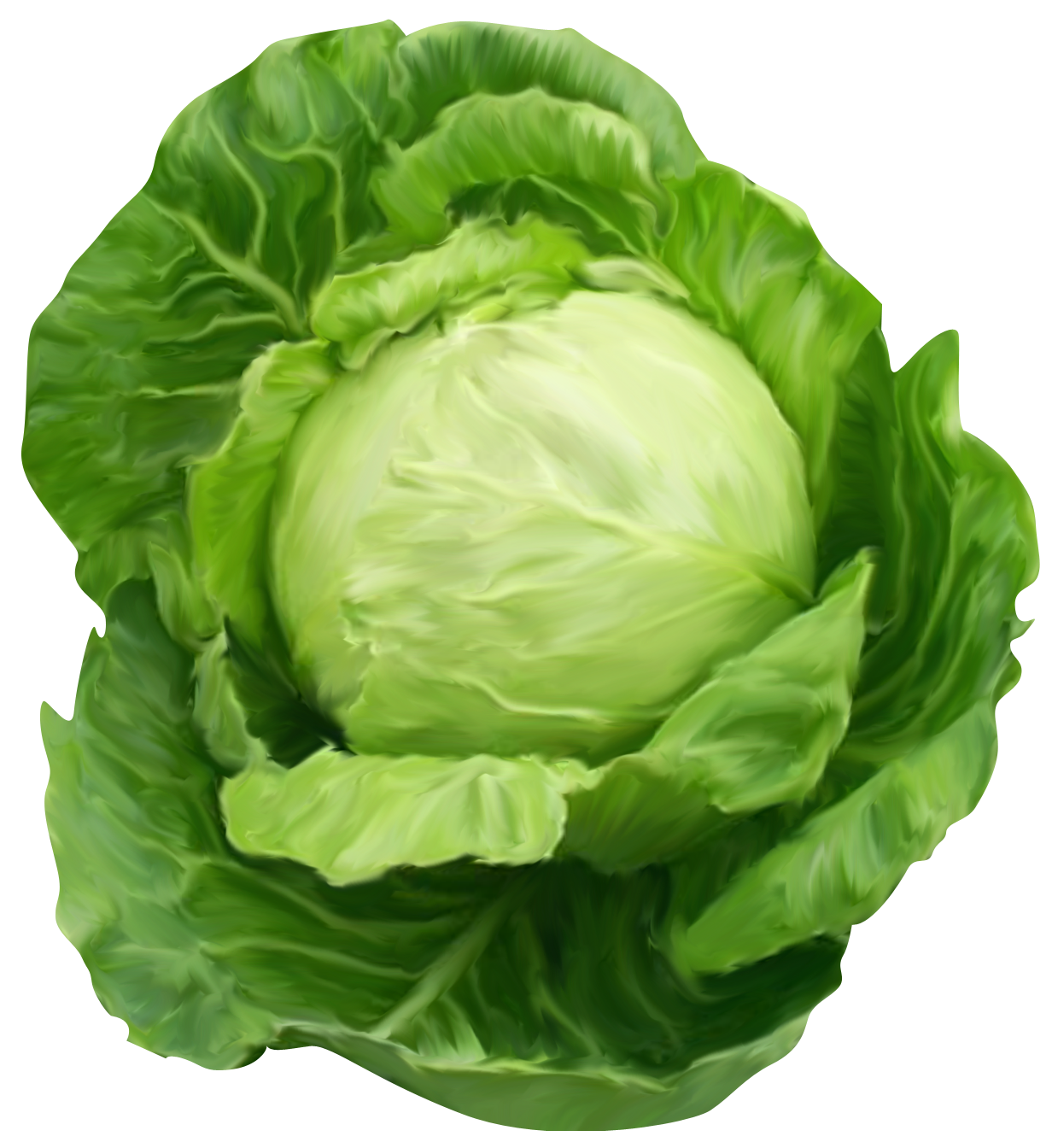 Clipart vegetables cabbage. Picture gallery yopriceville high