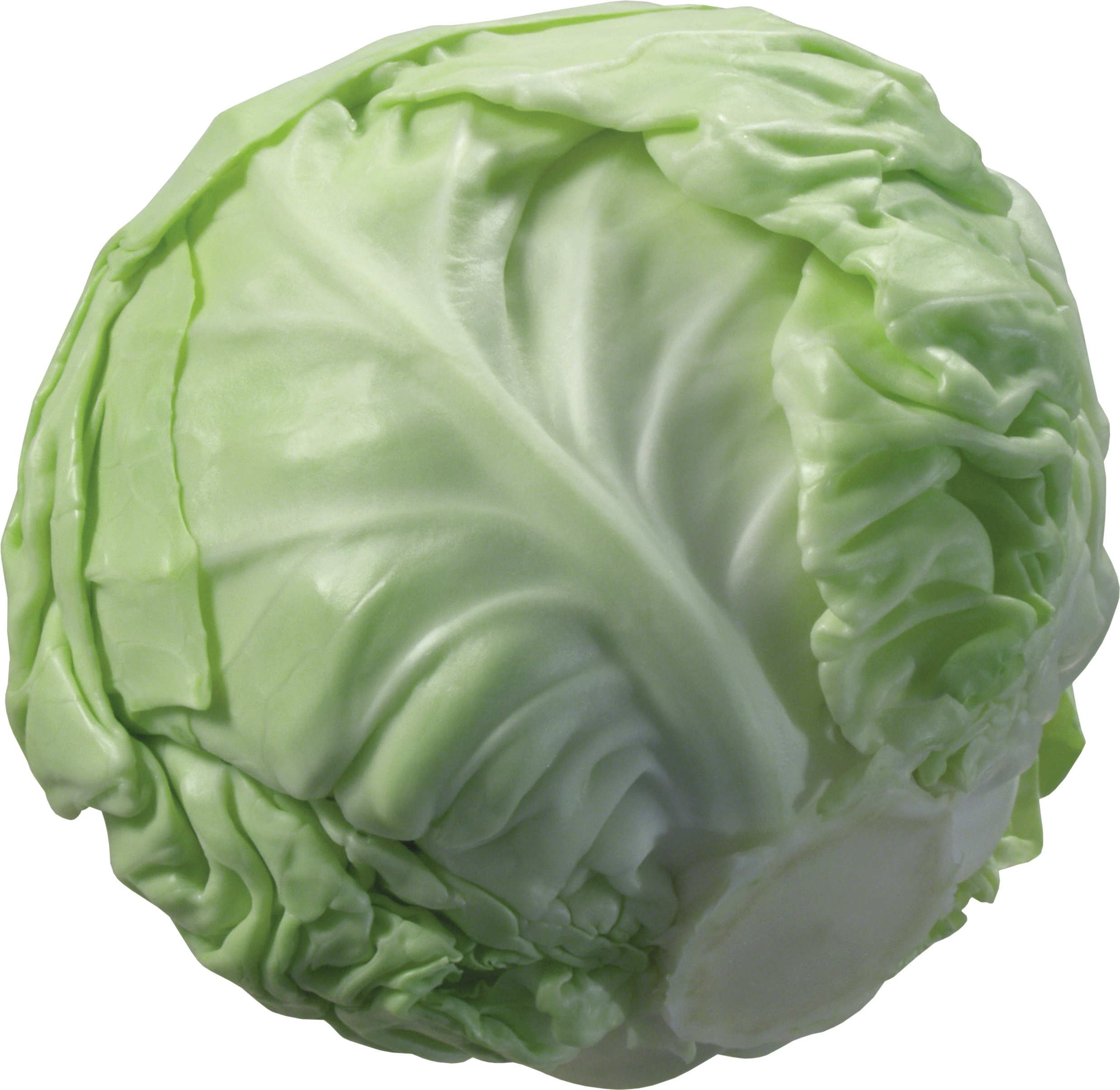 cabbage clipart transparent background