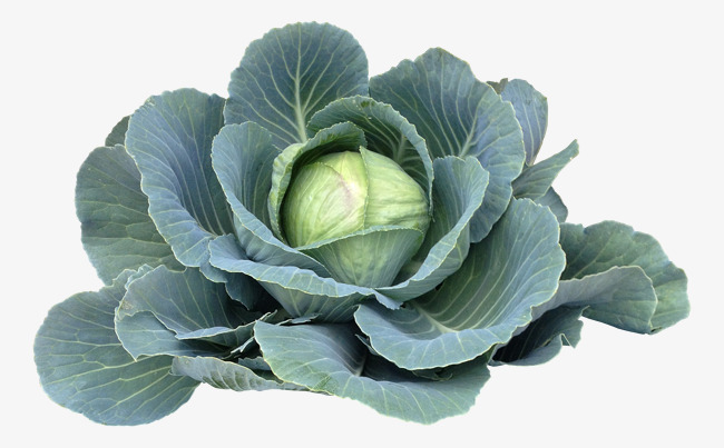 cabbage clipart vegetable