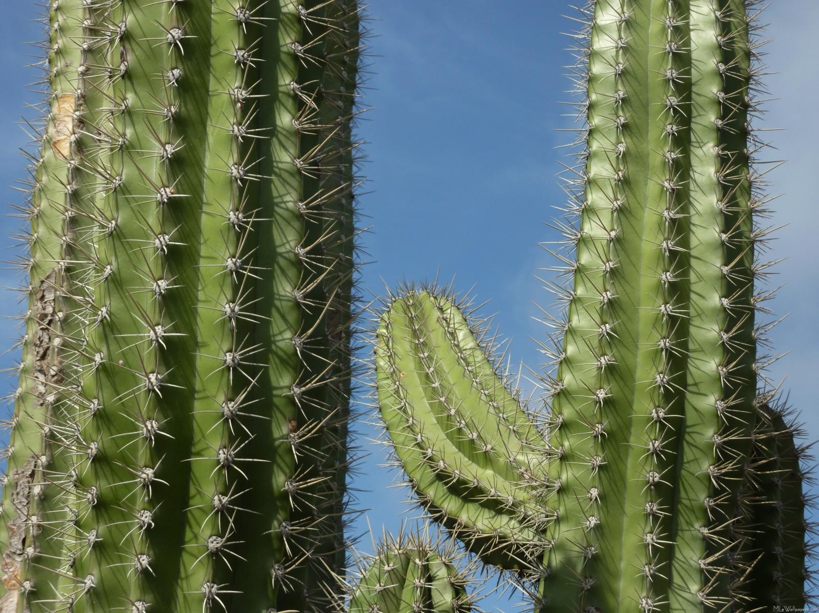 cactus clipart barrel cactus