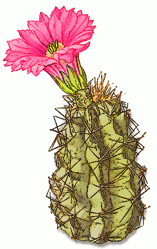 Cactus clipart flower. Free public domain plant