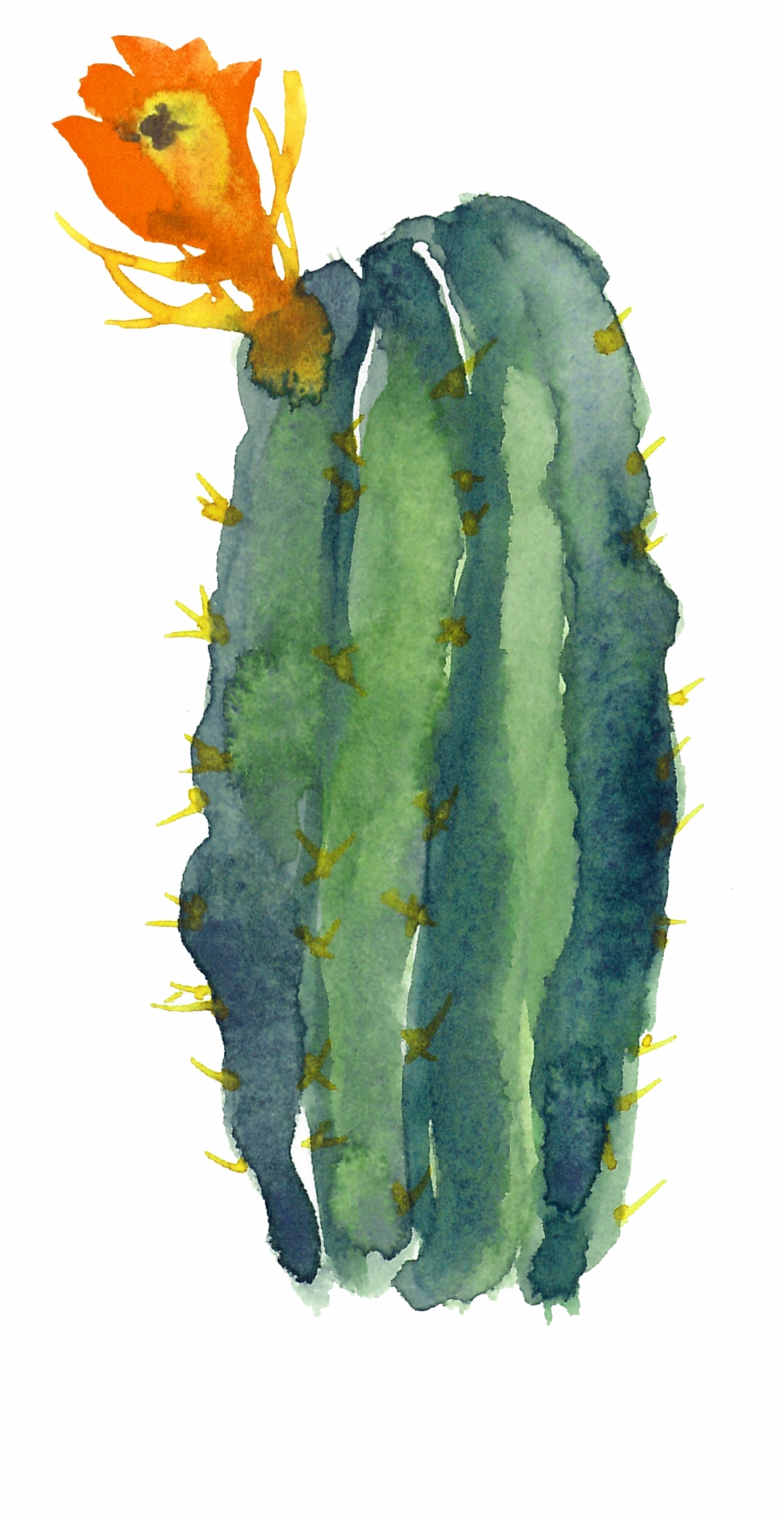 cactus clipart modern