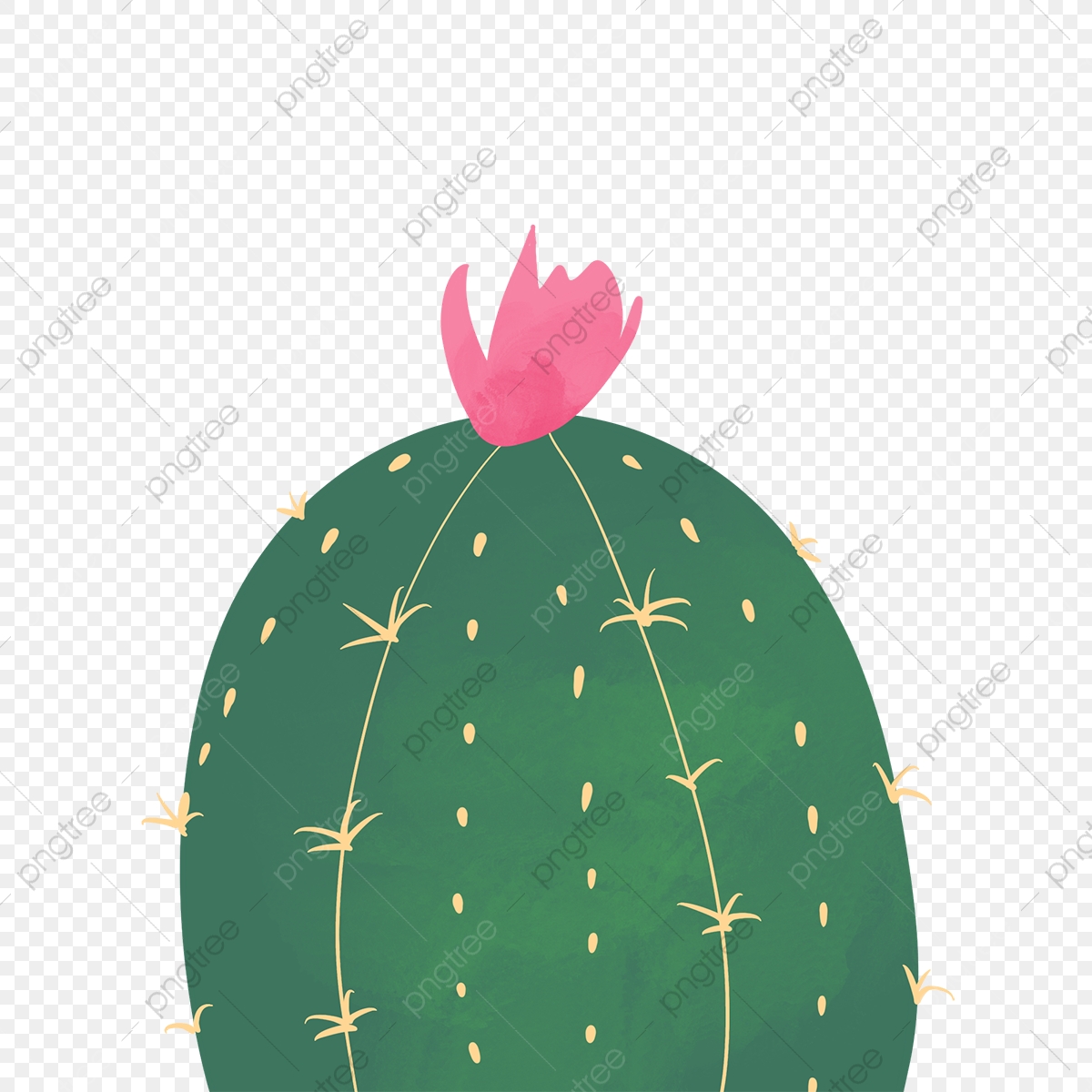 cactus clipart round