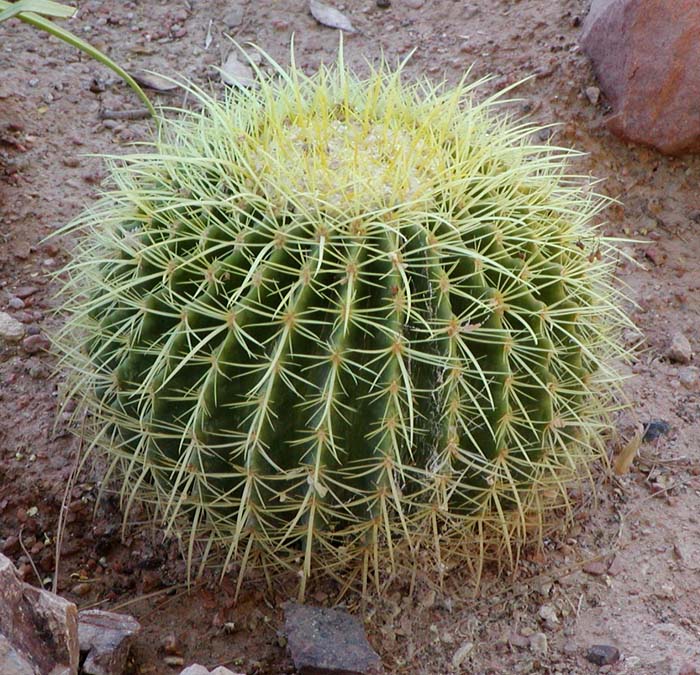 cactus clipart round