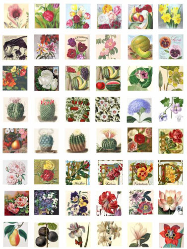 Cactus clipart vintage, Cactus vintage Transparent FREE for download on ...