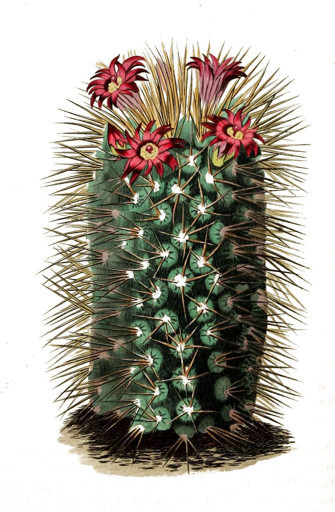 cactus clipart vintage