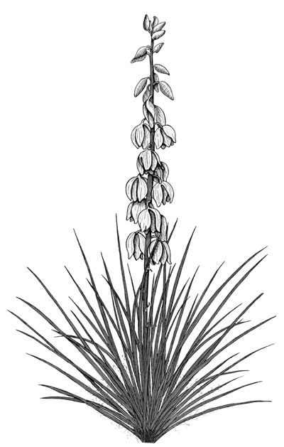 cactus clipart yucca