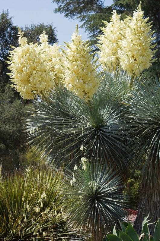 cactus clipart yucca