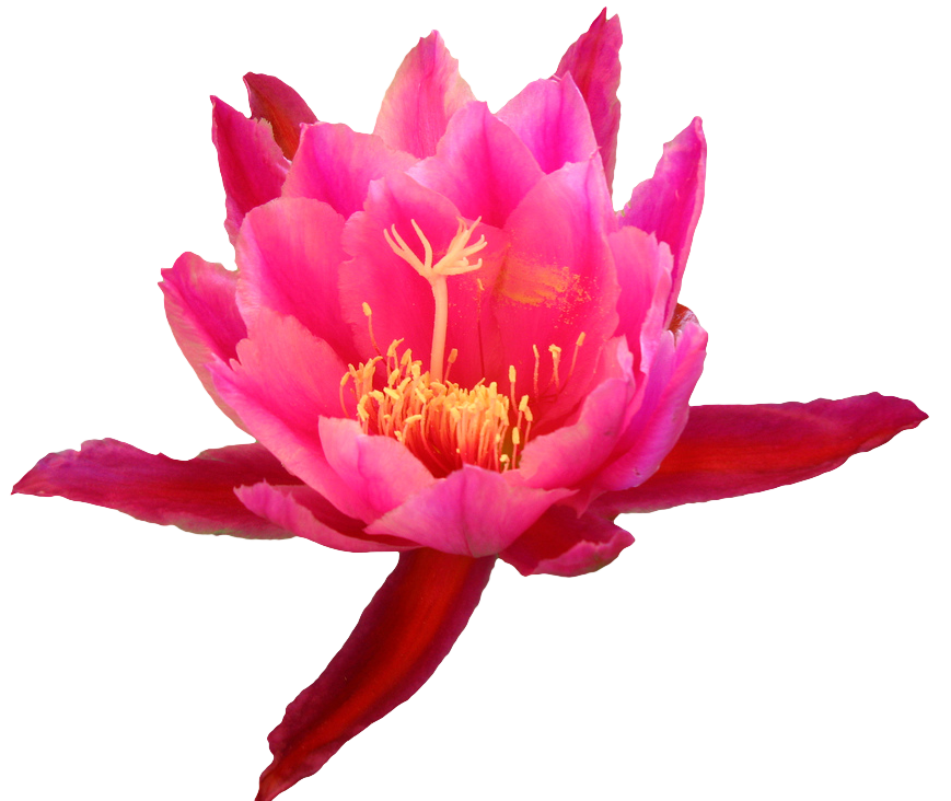 Transparent flowers from an. Cactus flower png